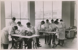 Curso de disección. Anatomía.